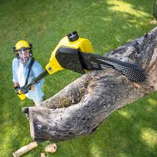 Why Choose Our Tree Removal Services in Brighton, AL?